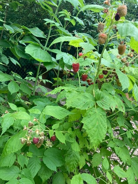 Raspberries - 5310 SE Schiller Street