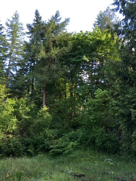 Forest View of the Front Yard - 13210 Wagon Wheel