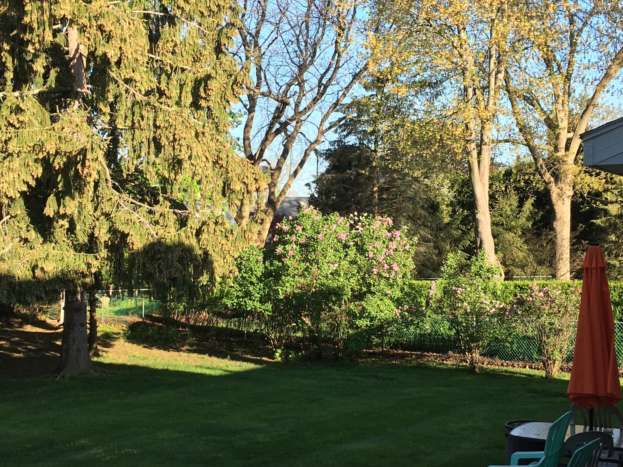 Rear Yard - 5 Graffin Dr