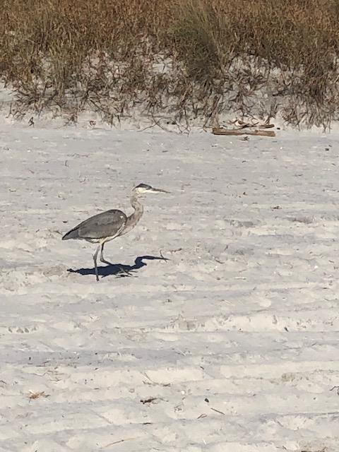 Abundant wildlife - Brigantine Beach - 324 Sanderling Ln