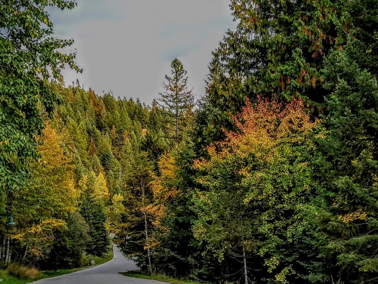 Driveway in Autumn - one mile to house - 3000 Big Mountain Rd