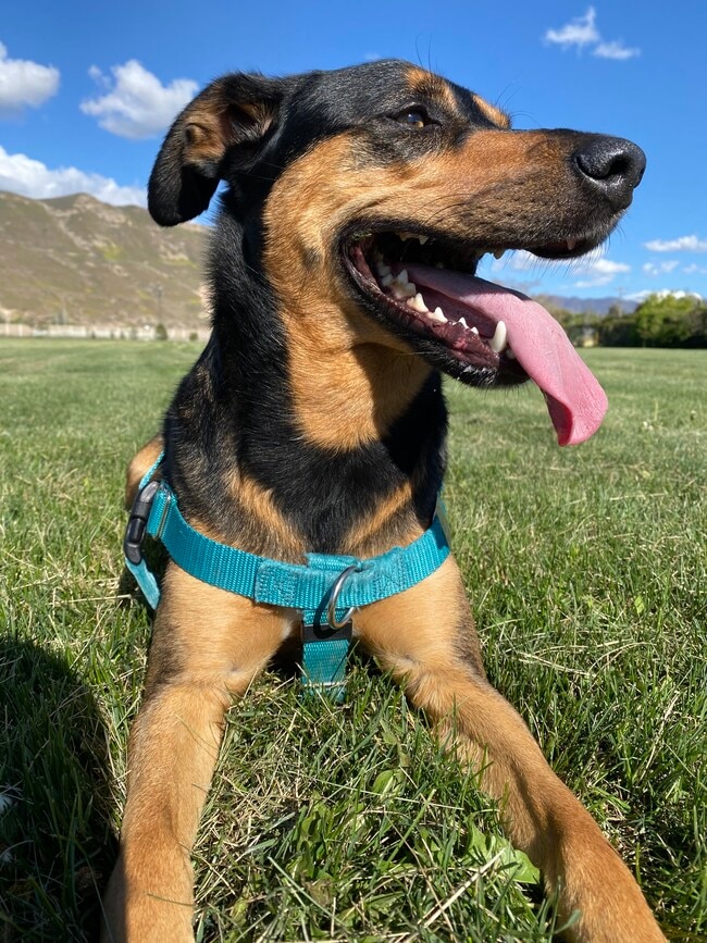 Building Photo - 1146 Taffeta Dr