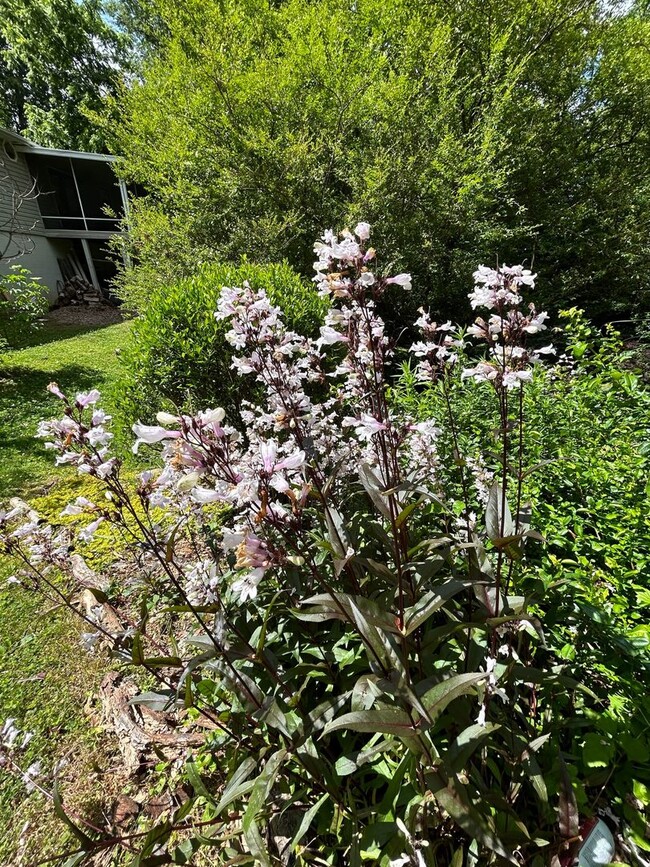 Building Photo - East AVL - Beautiful Zen Garden Apt with Sauna!