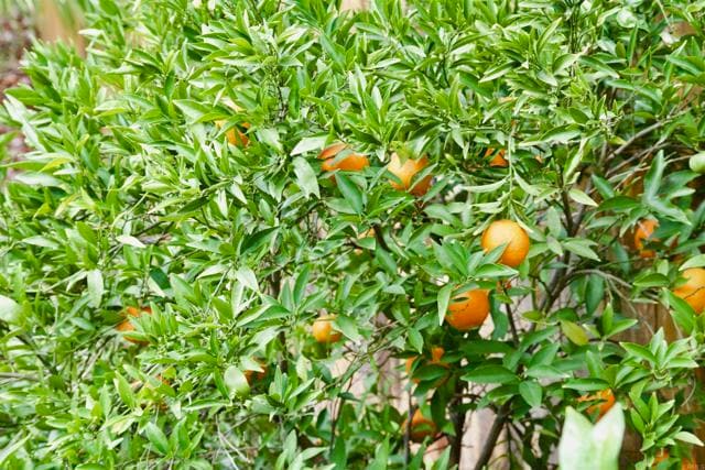 Building Photo - 12156 Via San Loreno