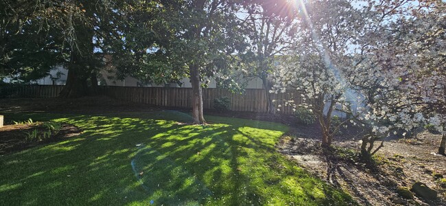 Backyard - 10684 SE 29th Ave