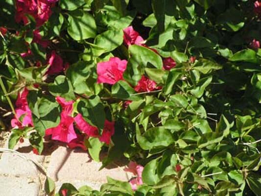 Building Photo - 13233 N Hammerstone Ln