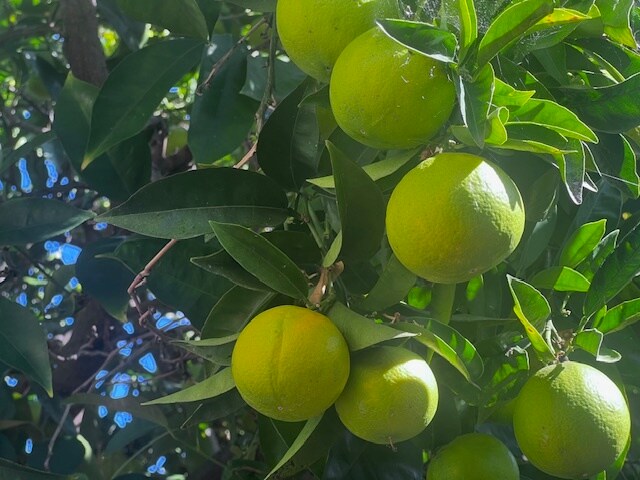 Building Photo - 8109 Ney Ave