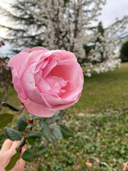 Rose in bloom at the barn - 3333 Hamblen Ct