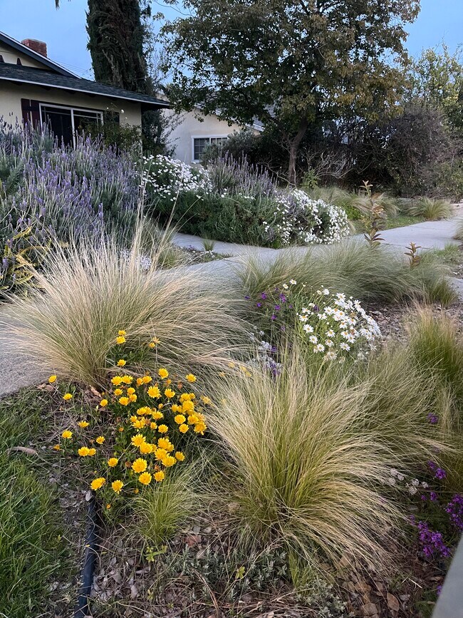 Naturalization Landscape - 23437 Vanowen St