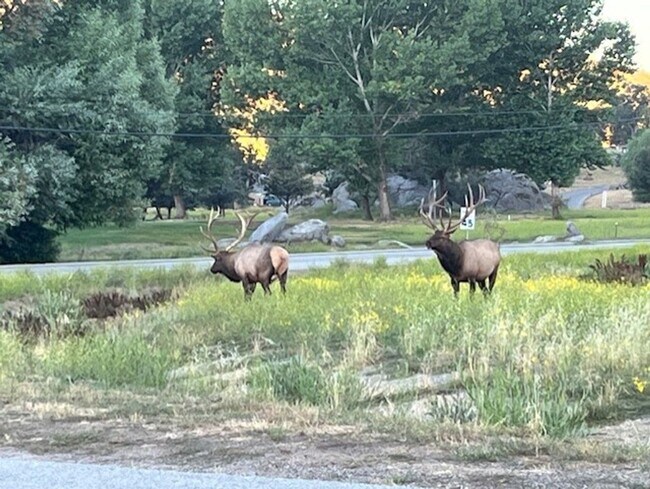 Building Photo - Amazing Mountain Views...